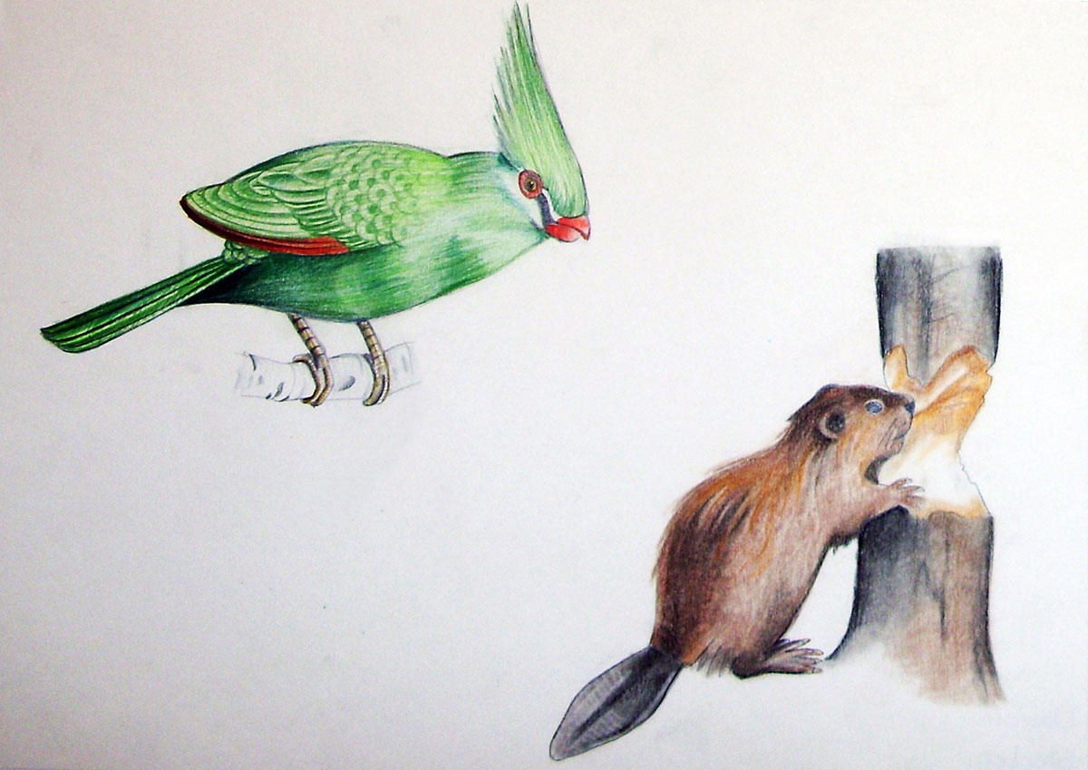 Vogel & Biber