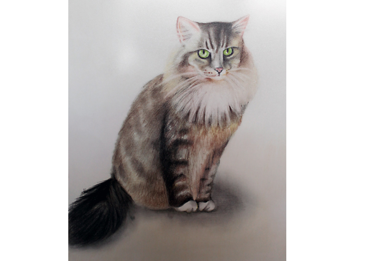 Katze Sophie